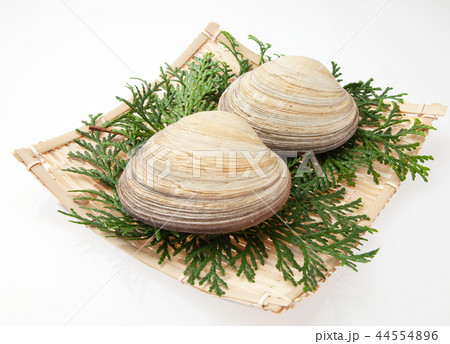 　大アサリ 44554896