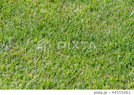 整えられた芝生 44555001