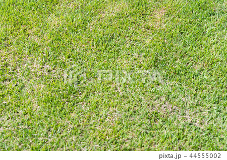 整えられた芝生 44555002