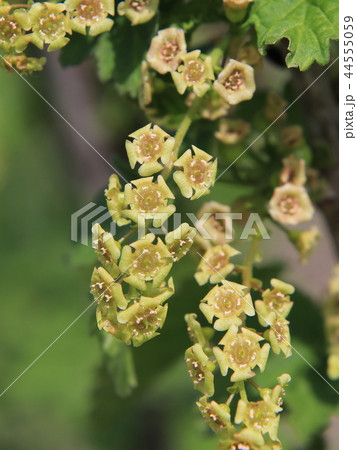 フサスグリの花 44555059