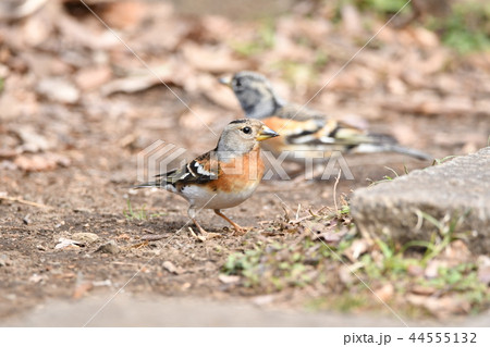 冬鳥(アトリ) 44555132