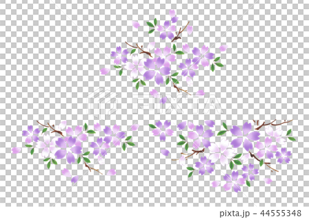 櫻花,Murasaki 櫻花,Murasaki 44555348