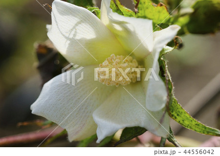 綿花 綿の花 綿花 綿の花 44556042