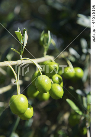 オリーブの実 オリーブの実 44556166