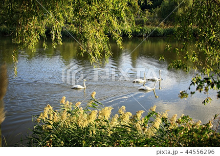 湖 風景 白鳥 44556296