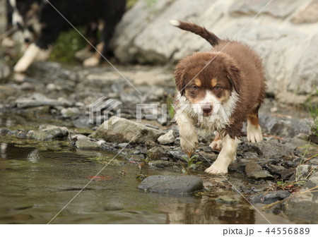 Amazing australian shepherd puppy in a river Amazing australian shepherd puppy in a river 44556889
