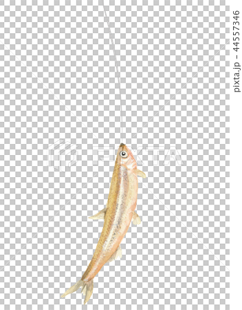 Catched fish Wakasagi Smelt Fish Fish Watercolor Material Catched fish Wakasagi Smelt Fish Fish Watercolor Material 44557346