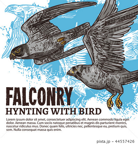 Falconry hunting, wild falcon birds 44557426