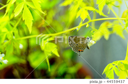 ホオズキの花とツバメシジミチョウ 44559437