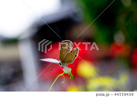 彼岸花背景のツバメシジミチョウ 彼岸花背景のツバメシジミチョウ 44559439