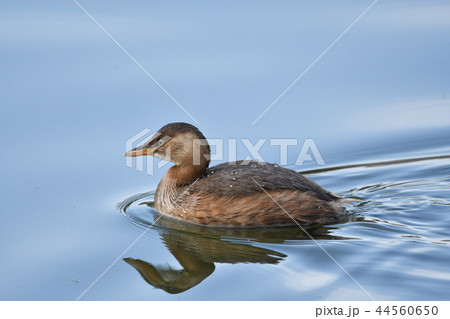 水鳥(カイツブリ) 44560650
