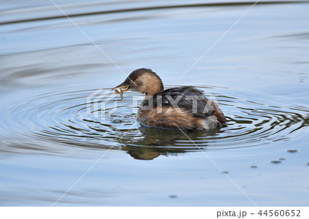 水鳥(カイツブリ) 44560652