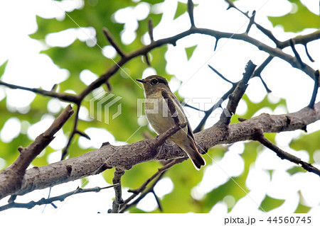 公園のコサメビタキ 公園のコサメビタキ 44560745