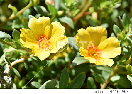 ポーチュラカ（花滑りひゆ） 44560908