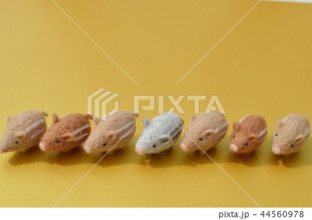 ウリボウが並ぶ ウリボウが並ぶ 44560978