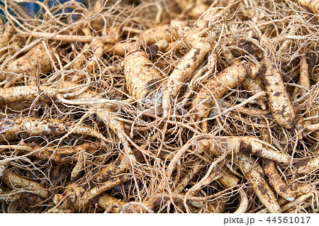 高麗人参 漢方薬 薬剤 44561017