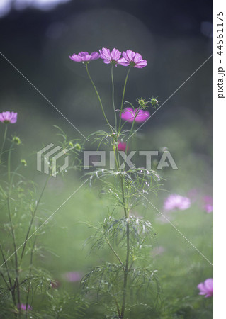 花 44561175
