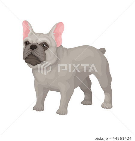 French bulldog standing in rack. Small breed of domestic dog with smooth gray coat, big ears and 44561424