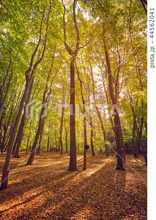 Scenic forest view at sunrise. 44562041