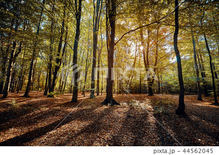 Scenic forest view at sunrise. 44562045