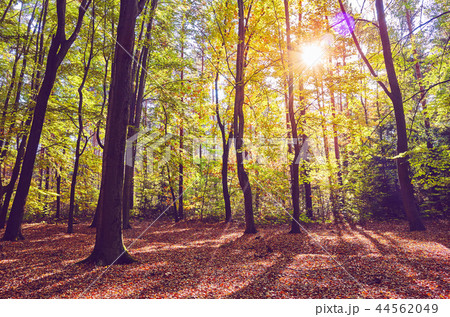 Scenic forest view at sunrise. 44562049
