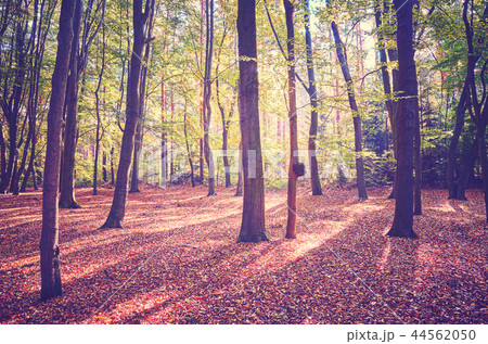 Scenic forest view at sunrise. 44562050