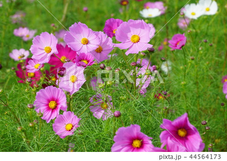 秋桜　秋 44564173