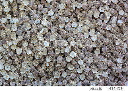 カキの貝殻の壁 (背景素材) カキの貝殻の壁 (背景素材) 44564334