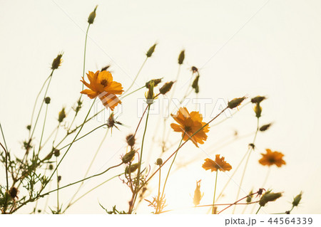 yellow cosmos flower blooming at sunrise 44564339