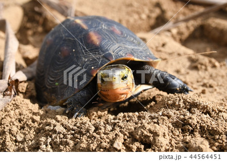 セマルハコガメ セマルハコガメ 44564451