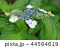 ガクアジサイ 44564619