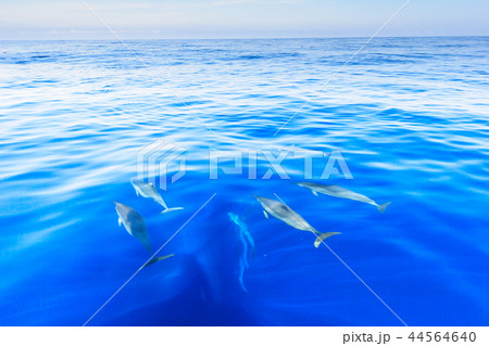 ボニンブルーの海を泳ぐハシナガイルカの群れ 44564640