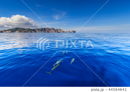 ボニンブルーの海を泳ぐハシナガイルカの群れ 44564641