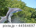 イルカショー 44564697