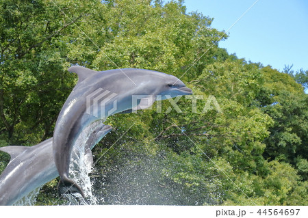 イルカショー イルカショー 44564697