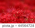彼岸花 44564728