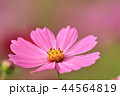 コスモス 44564819
