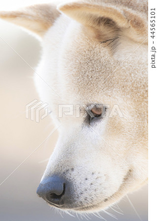 かわいい犬 日本犬 犬の写真素材