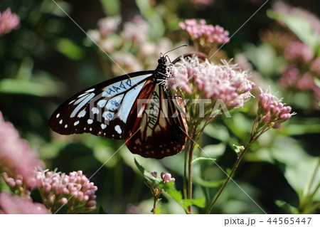 お食事中のアサギマダラ 44565447