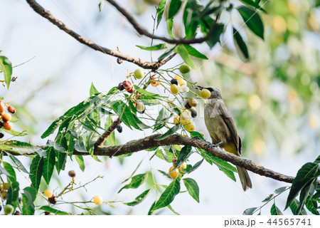 Bird (Yellow-vented Bulbul) on tree in nature wild Bird (Yellow-vented Bulbul) on tree in nature wild 44565741
