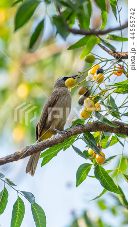 Bird (Yellow-vented Bulbul) on tree in nature wild Bird (Yellow-vented Bulbul) on tree in nature wild 44565742