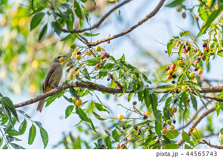 Bird (Yellow-vented Bulbul) on tree in nature wild Bird (Yellow-vented Bulbul) on tree in nature wild 44565743