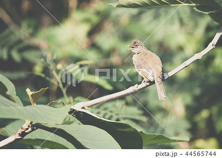 Bird (Streak-eared bulbul) on tree in nature wild 44565744