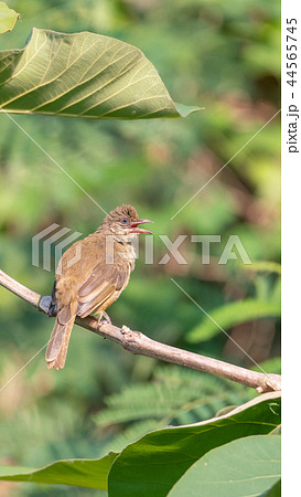 Bird (Streak-eared bulbul) on tree in nature wild Bird (Streak-eared bulbul) on tree in nature wild 44565745