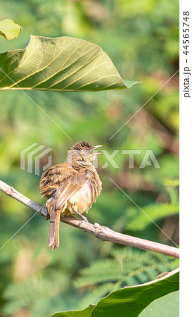 Bird (Streak-eared bulbul) on tree in nature wild 44565748
