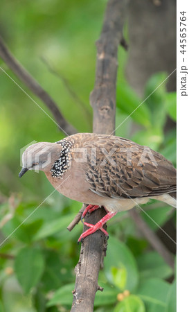 Bird (Dove, Pigeon or Disambiguation) in a nature Bird (Dove, Pigeon or Disambiguation) in a nature 44565764
