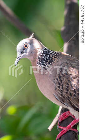 Bird (Dove, Pigeon or Disambiguation) in a nature 44565767