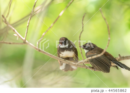 Two birds (Malaysian Pied Fantail) in nature wild 44565862