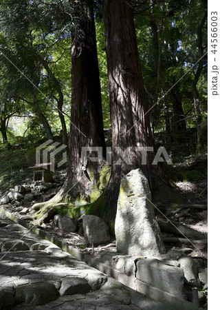 長谷寺 日本の杉 長谷寺 日本の杉 44566003