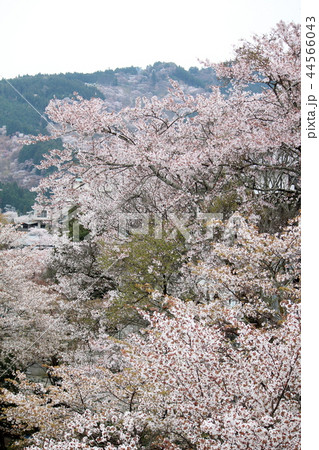 吉野の桜 吉野の桜 44566043